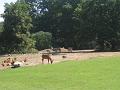Zoo Cottbus 142